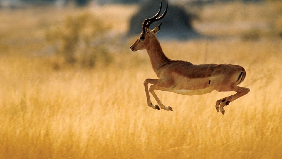 animalli.com-animals-herbal-gazelle-jump-animal-background-picture-960x540 (1)